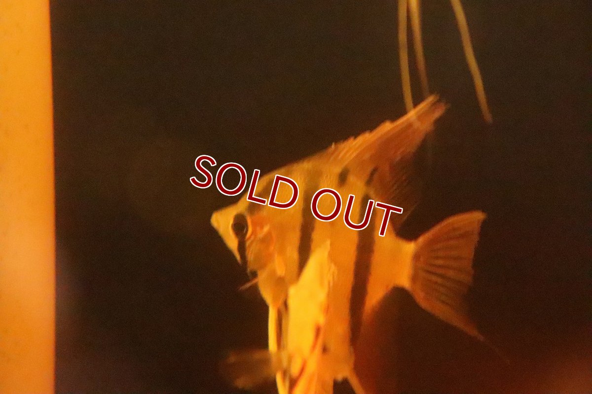 画像5: 【淡水魚】【通販】レッドスポット ペルーアルタムエンゼルフィッシュ ナナイ産 ワイルド【１匹 サンプル画像】(生体)(熱帯魚)NK (5)