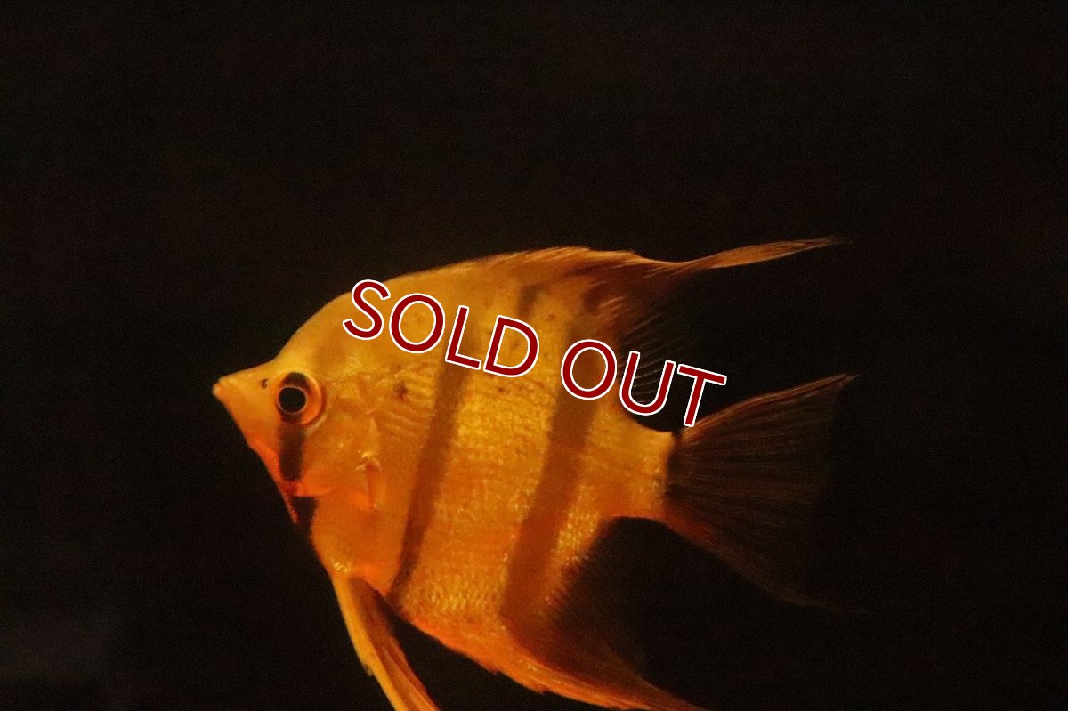 画像6: 【淡水魚】【通販】レッドスポット ペルーアルタムエンゼルフィッシュ ナナイ産 ワイルド【１匹 サンプル画像】(生体)(熱帯魚)NK (6)