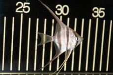 画像1: 【淡水魚】【通販】アルタムエンゼル　コロンビア産【サンプル画像】【5匹】（4.5-5.0cm）（エンゼルフィッシュ）(生体) (1)