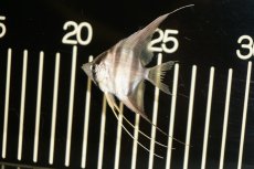 画像2: 【淡水魚】【通販】アルタムエンゼル　コロンビア産【サンプル画像】【10匹】（4.5-5.0cm）（エンゼルフィッシュ）(生体) (2)