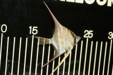 画像1: 【淡水魚】【通販】アルタムエンゼル　コロンビア産【サンプル画像】【3匹】（6.0-6.5cm）（エンゼルフィッシュ）(生体) (1)