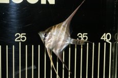画像2: 【淡水魚】【通販】アルタムエンゼル　コロンビア産【サンプル画像】【3匹】（6.0-6.5cm）（エンゼルフィッシュ）(生体) (2)