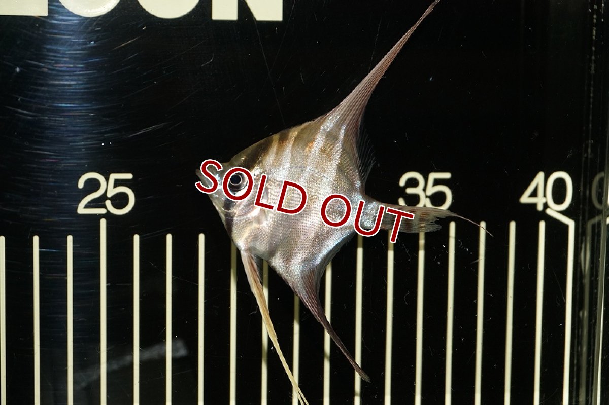 画像2: 【淡水魚】【通販】アルタムエンゼル　コロンビア産【サンプル画像】【5匹】（6.0-6.5cm）（エンゼルフィッシュ）(生体) (2)