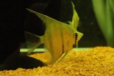 画像1: 【淡水魚】【通販】MLサイズ スカラレエンゼルフィッシュ ペルー産 ワイルド【１匹 サンプル画像】（±6-7cm）(生体)(熱帯魚)NK (1)