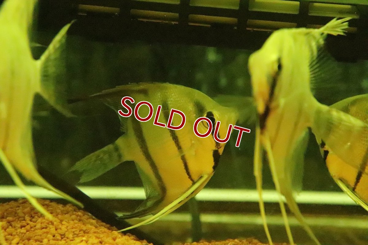 画像2: 【淡水魚】【通販】MLサイズ スカラレエンゼルフィッシュ ペルー産 ワイルド【１匹 サンプル画像】（±6-7cm）(生体)(熱帯魚)NK (2)