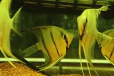 画像2: 【淡水魚】【通販】MLサイズ スカラレエンゼルフィッシュ ペルー産 ワイルド【１匹 サンプル画像】（±6-7cm）(生体)(熱帯魚)NK (2)