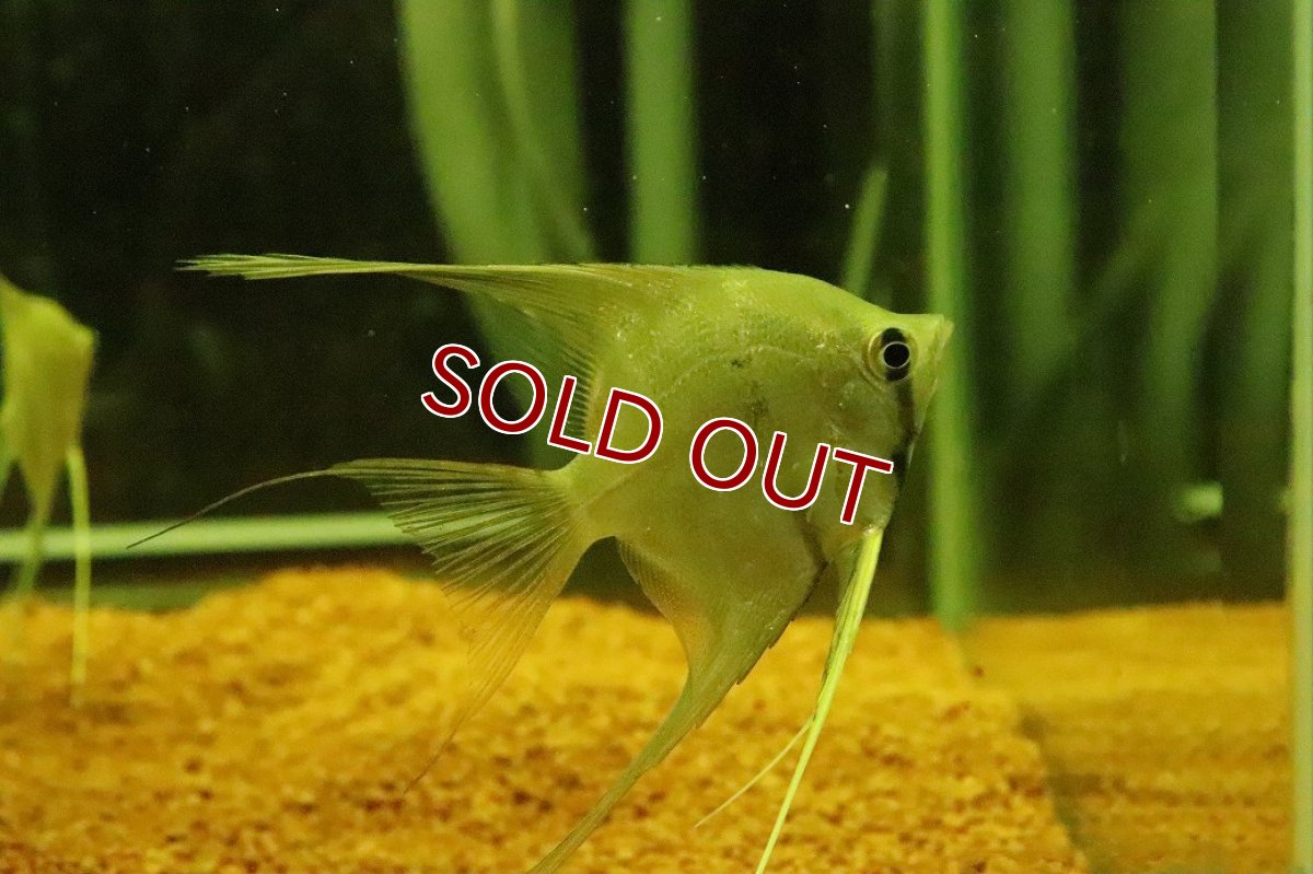 画像3: 【淡水魚】【通販】MLサイズ スカラレエンゼルフィッシュ ペルー産 ワイルド【１匹 サンプル画像】（±6-7cm）(生体)(熱帯魚)NK (3)