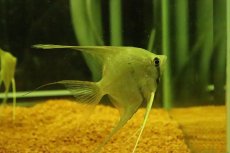 画像3: 【淡水魚】【通販】MLサイズ スカラレエンゼルフィッシュ ペルー産 ワイルド【１匹 サンプル画像】（±6-7cm）(生体)(熱帯魚)NK (3)