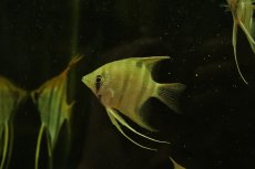 画像1: 【淡水魚】【通販】デュメリリィエンゼルフィッシュ カレイロ ローライマ産 ワイルド【1匹 サンプル画像】エンゼルフィッシュ(生体)(熱帯魚)NK (1)