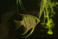 画像2: 【淡水魚】【通販】デュメリリィエンゼルフィッシュ カレイロ ローライマ産 ワイルド【1匹 サンプル画像】エンゼルフィッシュ(生体)(熱帯魚)NK (2)