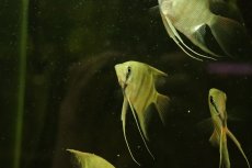 画像3: 【淡水魚】【通販】デュメリリィエンゼルフィッシュ カレイロ ローライマ産 ワイルド【1匹 サンプル画像】エンゼルフィッシュ(生体)(熱帯魚)NK (3)