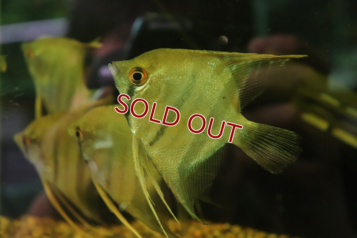 画像1: 【淡水魚】【通販】南コロンビア MLサイズ スカラレエンゼルフィッシュ カウカヤ産 ワイルド【1匹 サンプル画像】(生体)(熱帯魚)NKP (1)