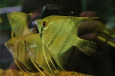 画像1: 【淡水魚】【通販】南コロンビア MLサイズ スカラレエンゼルフィッシュ カウカヤ産 ワイルド【1匹 サンプル画像】(生体)(熱帯魚)NKP (1)