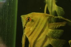 画像2: 【淡水魚】【通販】南コロンビア MLサイズ スカラレエンゼルフィッシュ カウカヤ産 ワイルド【1匹 サンプル画像】(生体)(熱帯魚)NKP (2)