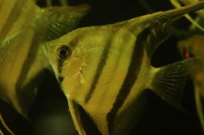 画像3: 【淡水魚】【通販】南コロンビア MLサイズ スカラレエンゼルフィッシュ カウカヤ産 ワイルド【1匹 サンプル画像】(生体)(熱帯魚)NKP (3)