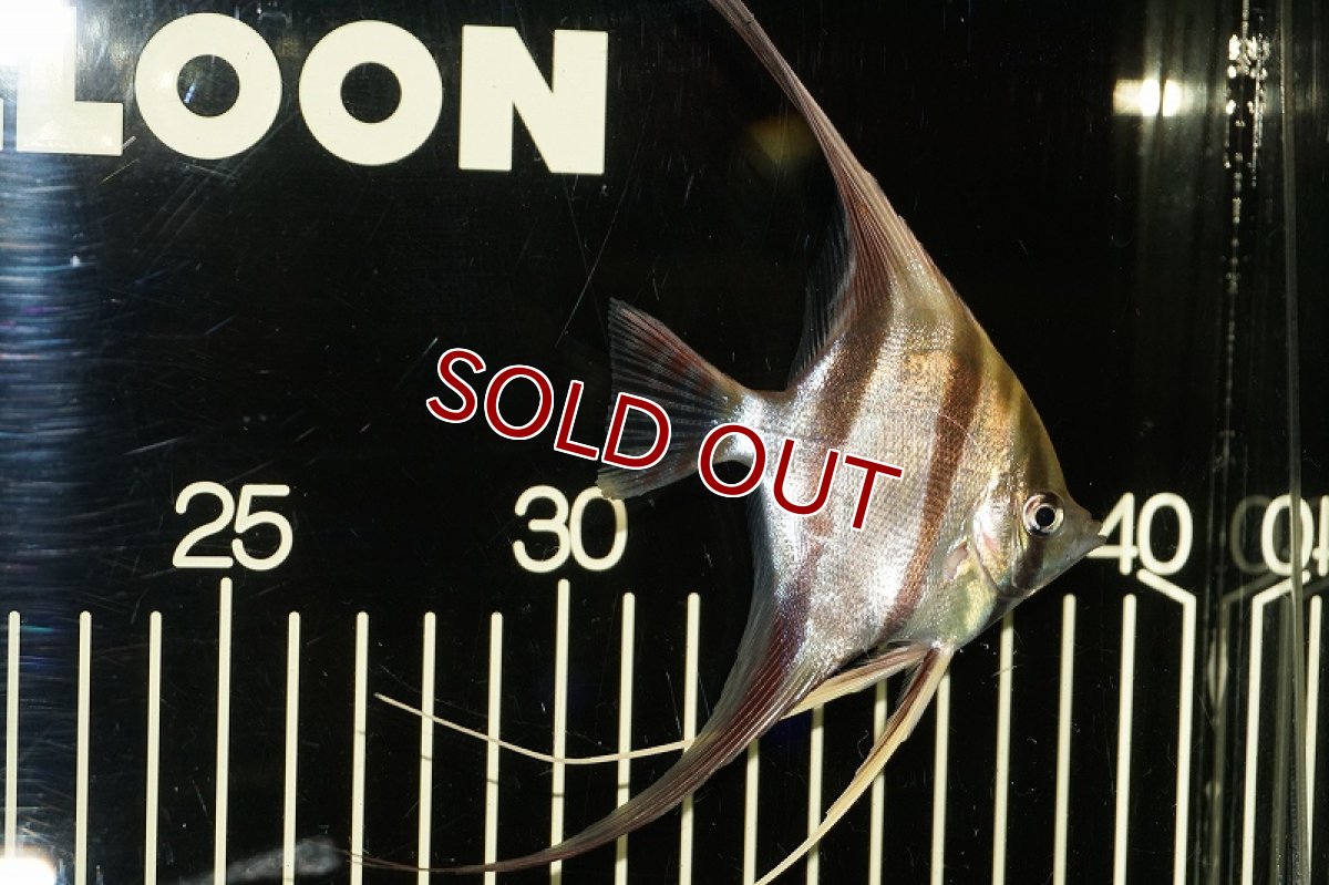 画像2: 【淡水魚】ワイルドアルタムエンゼル コロンビア産8-8.5cm（1匹）（生体）【エンゼルフィッシュ】（熱帯魚） (2)