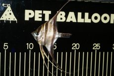 画像4: 【淡水魚】【通販】ワイルドアルタムエンゼル コロンビア産8-8.5cm（1匹）（生体）【エンゼルフィッシュ】（熱帯魚） (4)