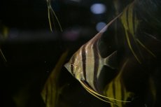画像1: 【淡水魚】【通販】ワイルドアルタムエンゼル コロンビア産8-8.5cm（3匹）（生体）【エンゼルフィッシュ】（熱帯魚） (1)