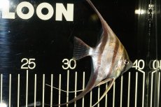 画像2: 【淡水魚】【通販】ワイルドアルタムエンゼル コロンビア産8-8.5cm（3匹）（生体）【エンゼルフィッシュ】（熱帯魚） (2)