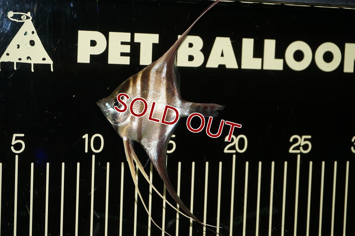 画像4: 【淡水魚】ワイルドアルタムエンゼル コロンビア産8-8.5cm（3匹）（生体）【エンゼルフィッシュ】（熱帯魚） (4)