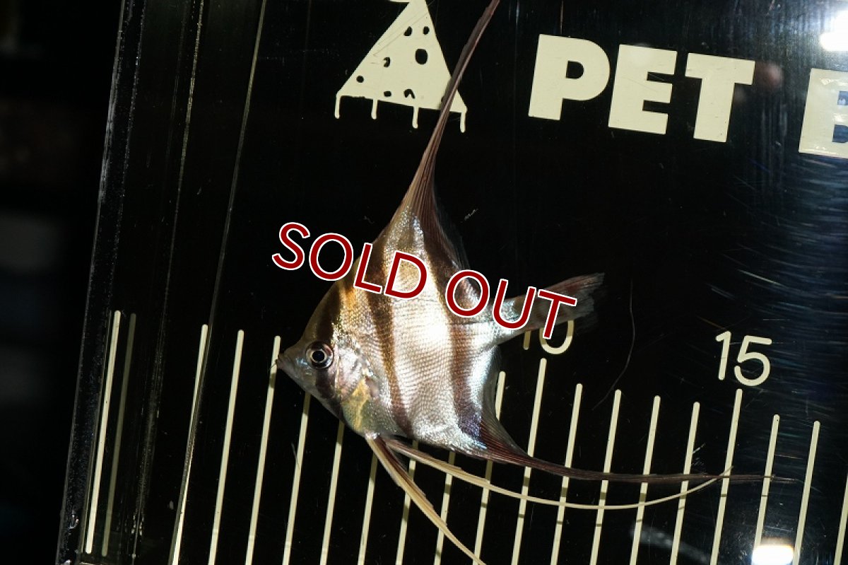 画像3: 【淡水魚】ワイルドアルタムエンゼル コロンビア産8-8.5cm（5匹）（生体）【エンゼルフィッシュ】（熱帯魚） (3)