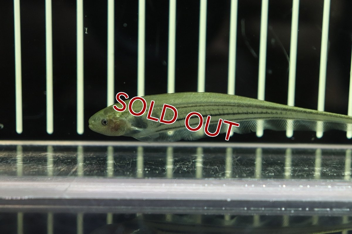 画像2: 【淡水魚】グラスナイフフィッシュ【1匹サンプル画像販売】(ナイフフィッシュ)（生体）（熱帯魚）NK (2)