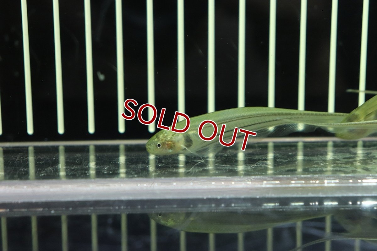 画像3: 【淡水魚】グラスナイフフィッシュ【1匹サンプル画像販売】(ナイフフィッシュ)（生体）（熱帯魚）NK (3)