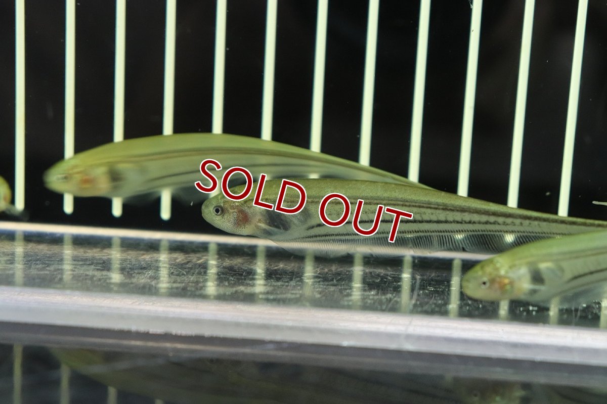 画像4: 【淡水魚】グラスナイフフィッシュ【1匹サンプル画像販売】(ナイフフィッシュ)（生体）（熱帯魚）NK (4)
