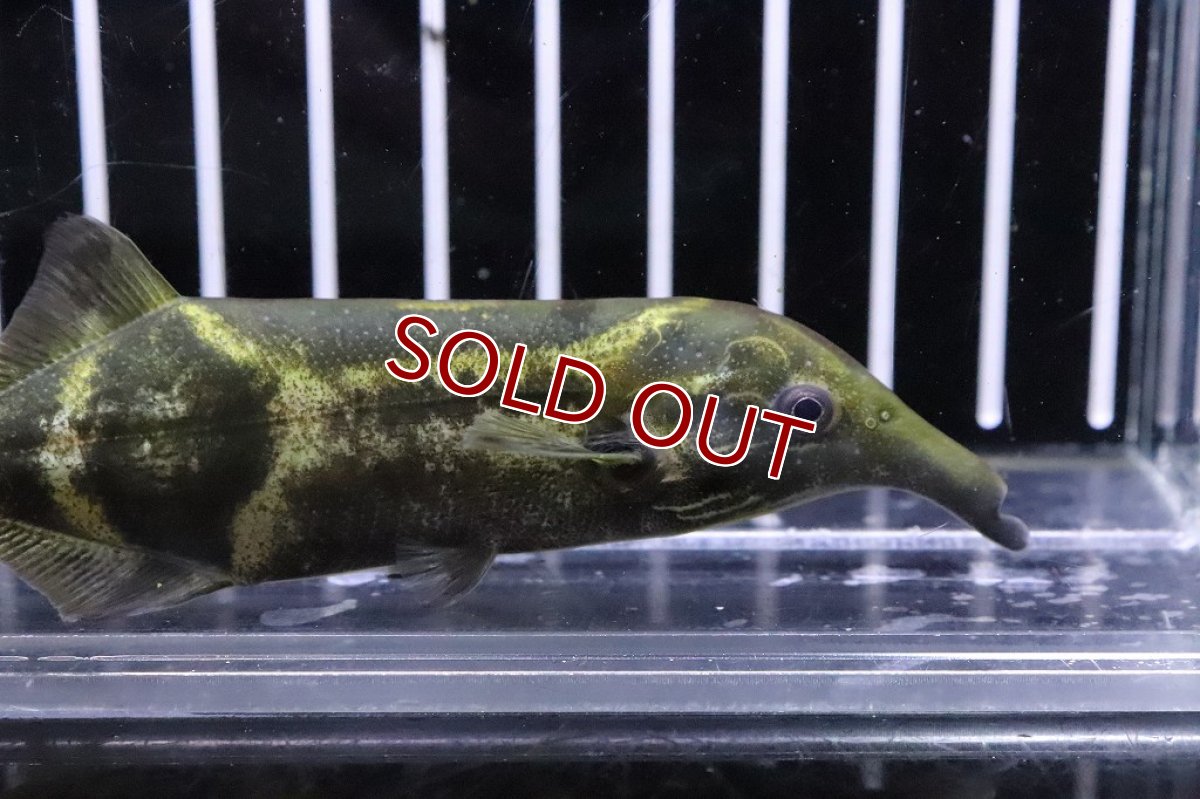 画像2: 【淡水魚】大きめ ダブルトランクエレファント ワイルド【１匹 サンプル画像】(±11cm)(大型魚)（生体）（熱帯魚）NKO (2)