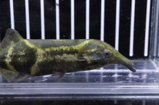 画像2: 【淡水魚】【通販】大きめ ダブルトランクエレファント ワイルド【１匹 サンプル画像】(±11cm)(大型魚)（生体）（熱帯魚）NKO (2)