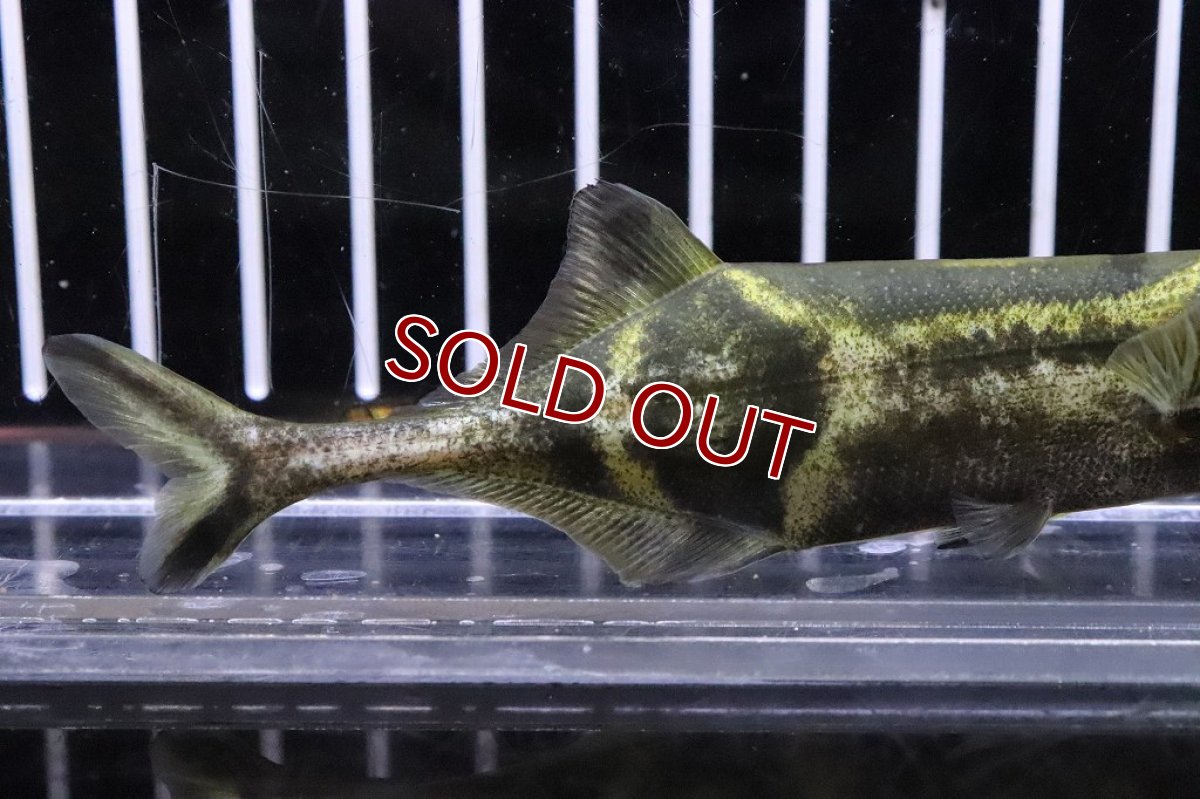 画像3: 【淡水魚】大きめ ダブルトランクエレファント ワイルド【１匹 サンプル画像】(±11cm)(大型魚)（生体）（熱帯魚）NKO (3)