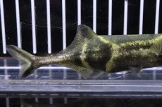 画像3: 【淡水魚】【通販】大きめ ダブルトランクエレファント ワイルド【１匹 サンプル画像】(±11cm)(大型魚)（生体）（熱帯魚）NKO (3)