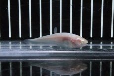 画像1: 【淡水魚】久々の入荷 アルビノピュアホワイトナイフ【1匹 サンプル画像】(±5-6ｃｍ)(大型魚)（生体）(熱帯魚)ＮＫＯ (1)