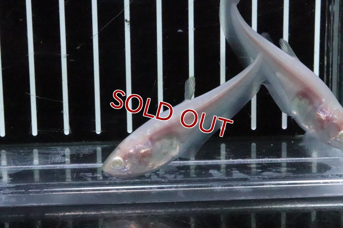 画像2: 【淡水魚】【通販】特価 アルビノピュアホワイトナイフ【1匹 サンプル画像】(±5-6ｃｍ)(大型魚)（生体）(熱帯魚)ＮＫＯ (2)