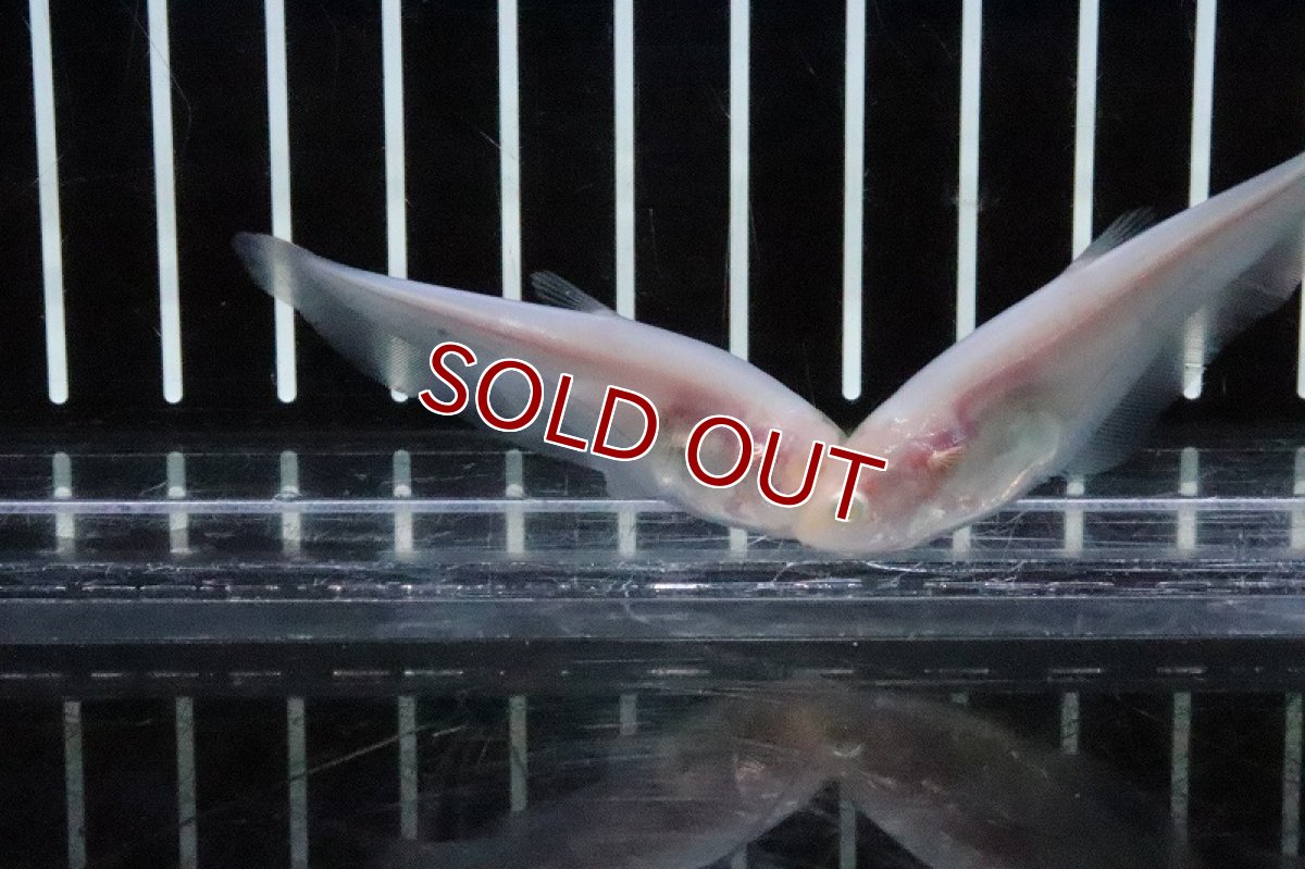 画像3: 【淡水魚】【通販】特価 アルビノピュアホワイトナイフ【1匹 サンプル画像】(±5-6ｃｍ)(大型魚)（生体）(熱帯魚)ＮＫＯ (3)