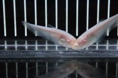 画像3: 【淡水魚】【通販】特価 アルビノピュアホワイトナイフ【1匹 サンプル画像】(±7-10cm)(大型魚)（生体）(熱帯魚)ＮＫＯ (3)