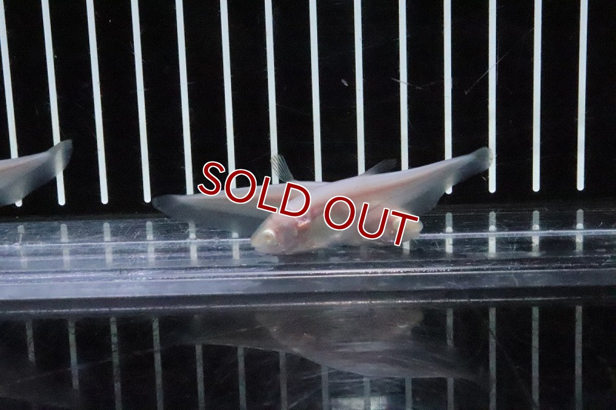 画像4: 【淡水魚】【通販】特価 アルビノピュアホワイトナイフ【1匹 サンプル画像】(±5-6ｃｍ)(大型魚)（生体）(熱帯魚)ＮＫＯ (4)