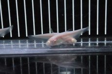 画像4: 【淡水魚】【通販】特価 アルビノピュアホワイトナイフ【1匹 サンプル画像】(±7-10cm)(大型魚)（生体）(熱帯魚)ＮＫＯ (4)