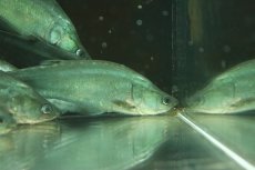 画像2: 【淡水魚】【通販】大特価 チタラ チタラ ワイルド【1匹 サンプル画像】(±10-15cm)(大型魚)（生体）(熱帯魚)NKO (2)