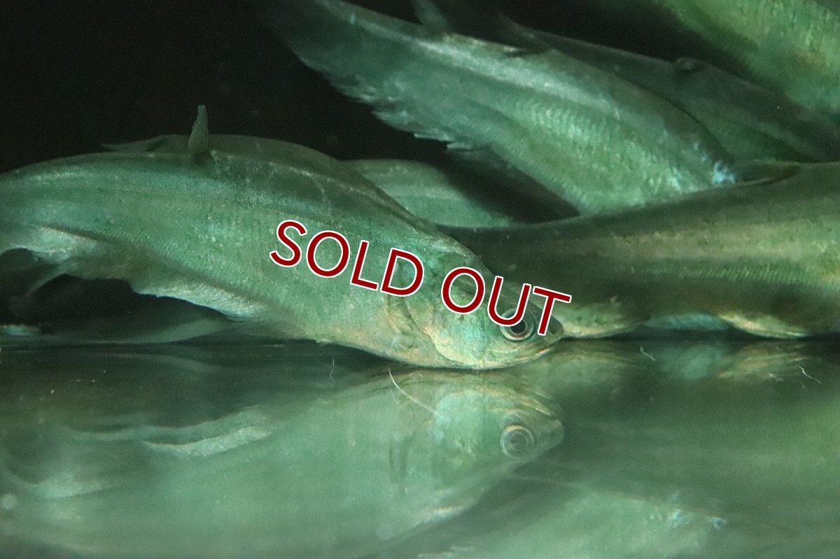 画像3: 【淡水魚】大特価 チタラ チタラ ワイルド【1匹 サンプル画像】(±10-15cm)(大型魚)（生体）(熱帯魚)NKO (3)