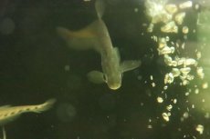 画像2: 【淡水魚】【通販】インディアンブラックナイフフィッシュ【1匹 サンプル画像】(±8-10cm)（大型魚）（生体）（熱帯魚）NKO (2)