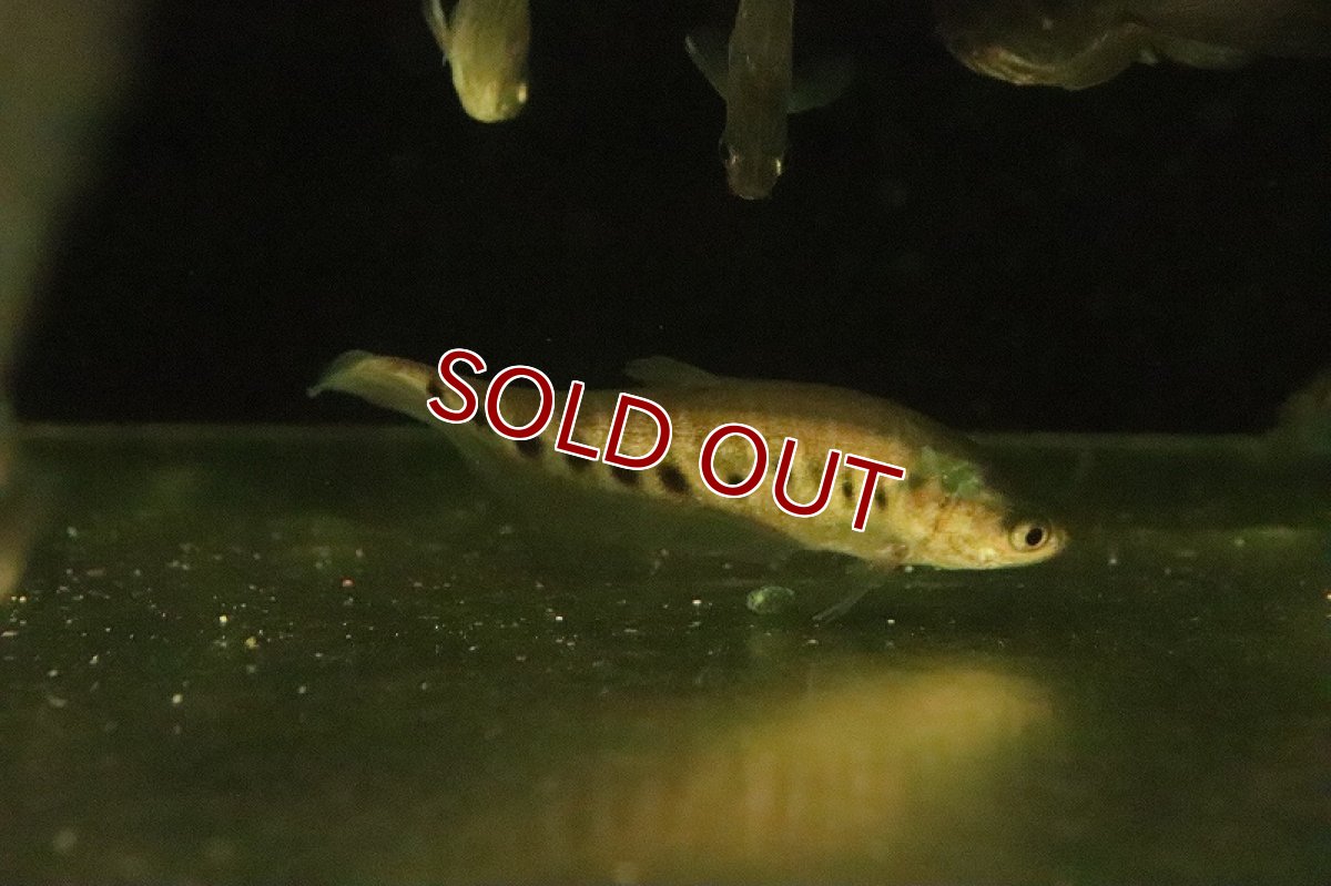 画像1: 【淡水魚】【通販】スポッテッドナイフフィッシュ【1匹 サンプル画像】(±6-8cm)（大型魚）（生体）（熱帯魚）NKO (1)