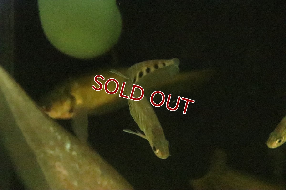 画像2: 【淡水魚】【通販】スポッテッドナイフフィッシュ【1匹 サンプル画像】(±6-8cm)（大型魚）（生体）（熱帯魚）NKO (2)