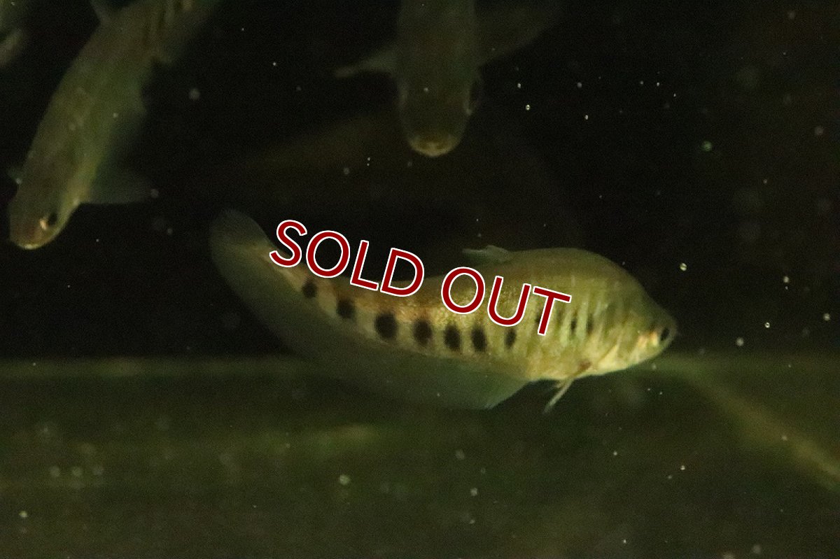 画像3: 【淡水魚】【通販】スポッテッドナイフフィッシュ【1匹 サンプル画像】(±6-8cm)（大型魚）（生体）（熱帯魚）NKO (3)