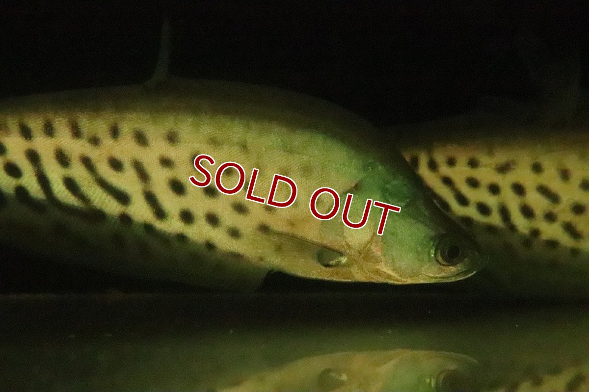 画像2: 【淡水魚】【通販】売り切りセール 大きめ ロイヤルナイフフィッシュ ワイルド【1匹 サンプル画像】(±12-15cm)（生体）（熱帯魚）NKO (2)