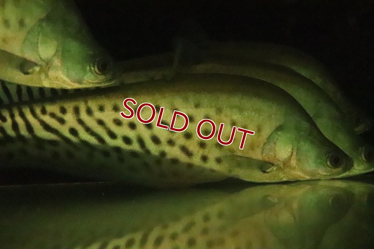 画像3: 【淡水魚】【通販】売り切りセール 大きめ ロイヤルナイフフィッシュ ワイルド【1匹 サンプル画像】(±12-15cm)（生体）（熱帯魚）NKO (3)