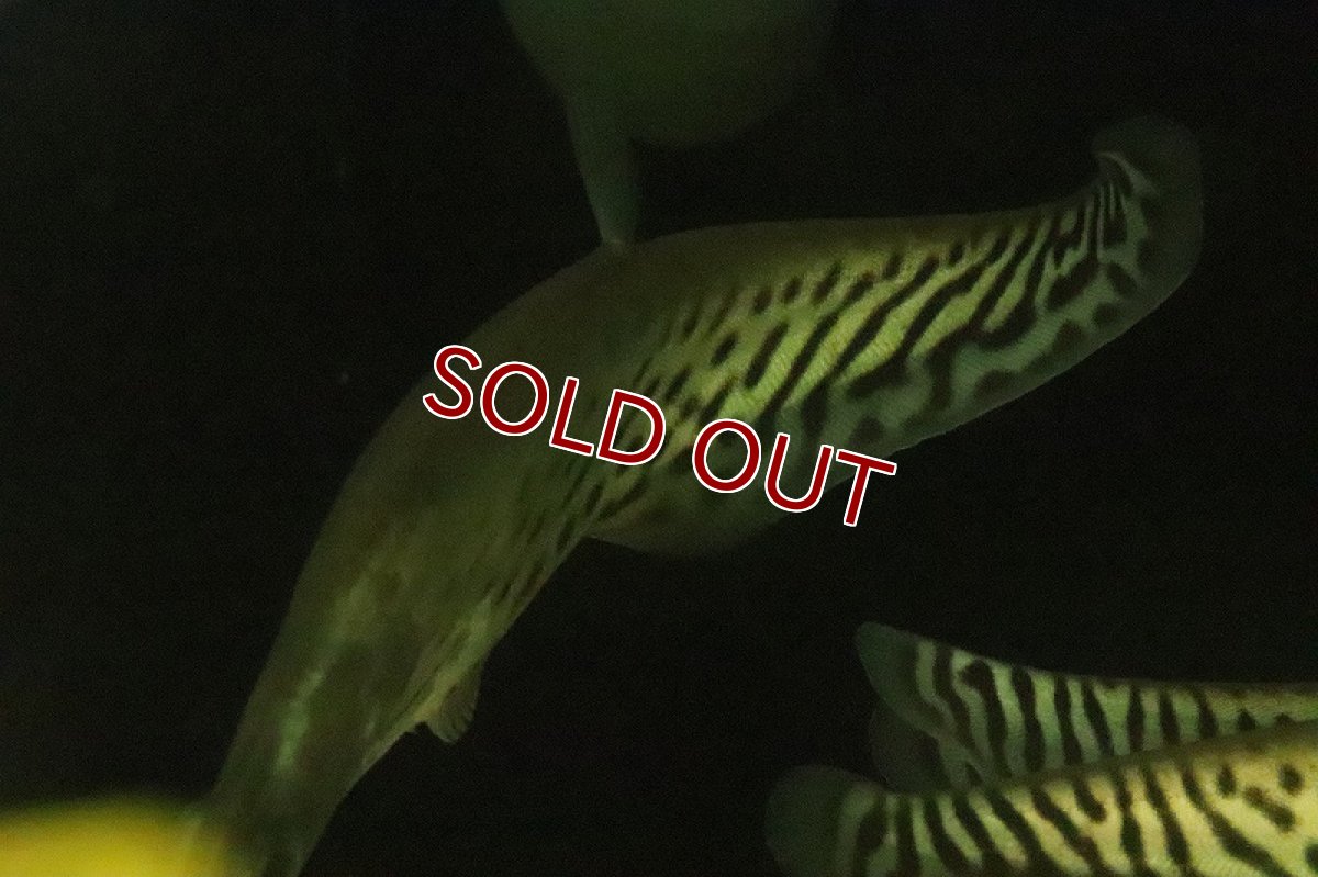 画像4: 【淡水魚】【通販】売り切りセール 大きめ ロイヤルナイフフィッシュ ワイルド【1匹 サンプル画像】(±12-15cm)（生体）（熱帯魚）NKO (4)