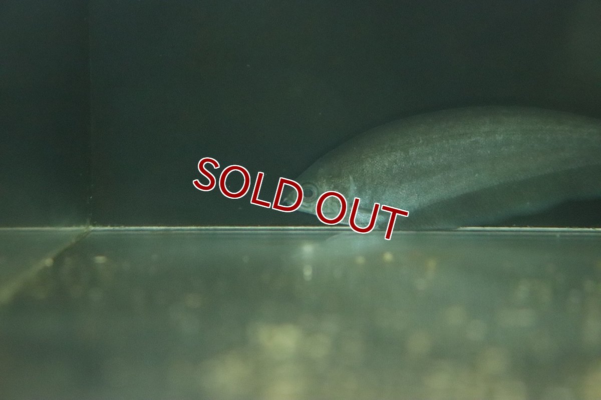 画像2: 【淡水魚】【通販】アフリカンナイフフィッシュ【１匹 サンプル画像】(±10cm)(大型魚)(生体)(熱帯魚)NKO (2)