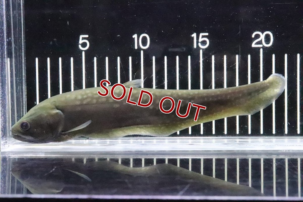 画像1: 【淡水魚】【通販】アロワナナイフフィッシュ ワイルド【１匹 サンプル画像】(±15-20cm(生体)(熱帯魚)NKO (1)