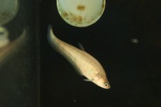 画像1: 【淡水魚】【通販】ゴールデンスポットナイフフィッシュ【１匹 サンプル画像】(大型魚)(生体)(熱帯魚)NKO (1)